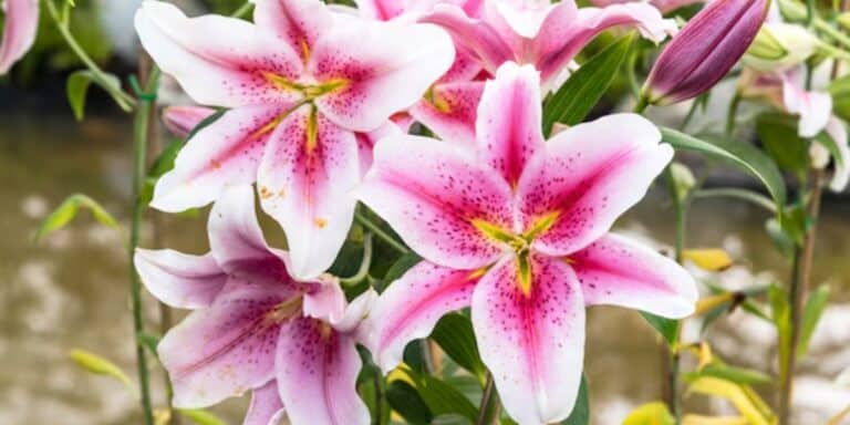 Garten im März – Lilien setzen und Dahlien vorziehen