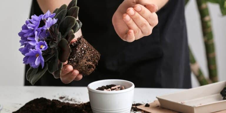 Schimmel aus Blumenerde beseitigen