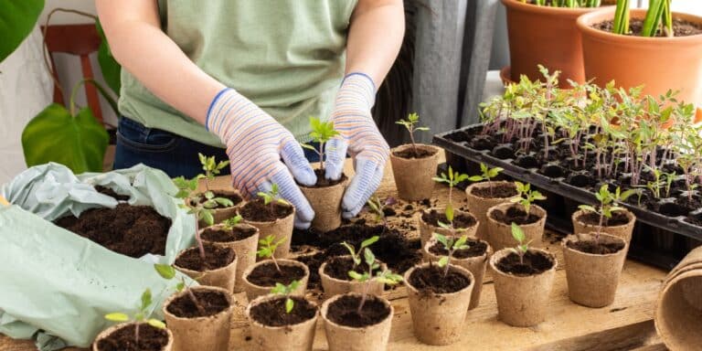 Vom Samen zum Salat: Die Gemüsesaison beginnt im Gewächshaus!