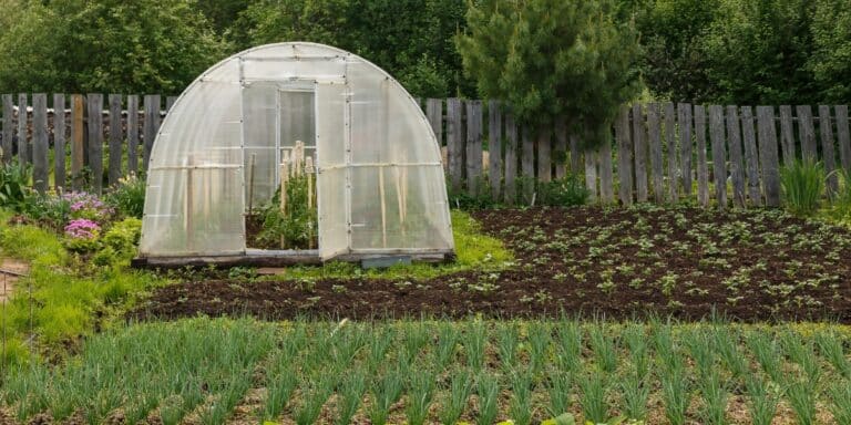 Früh starten und spät beenden: Längere Erntezeit unter Glas