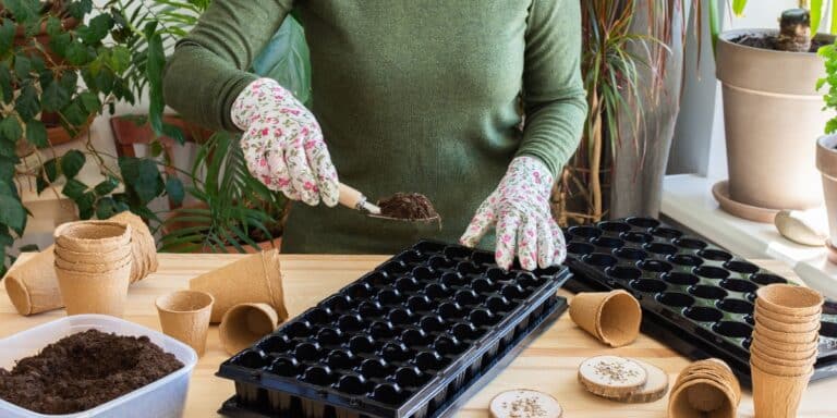 Tomatensaat: Die 3 häufigsten Fehler vermeiden