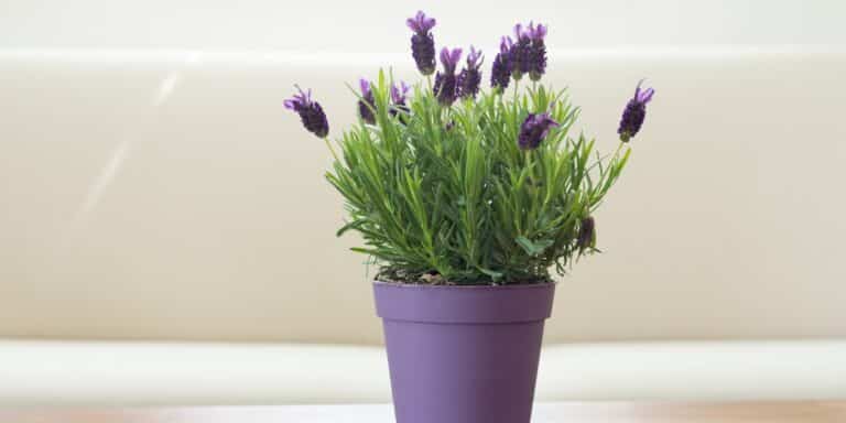 Lavendel blüht nicht? Die 8 häufigsten Ursachen
