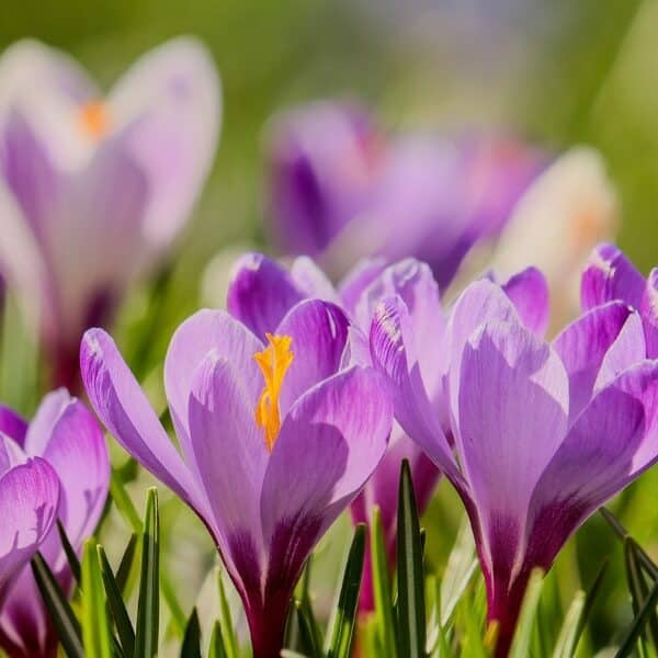 Vorsicht: Diese beliebten Frühlingsblumen sind gefährlich!