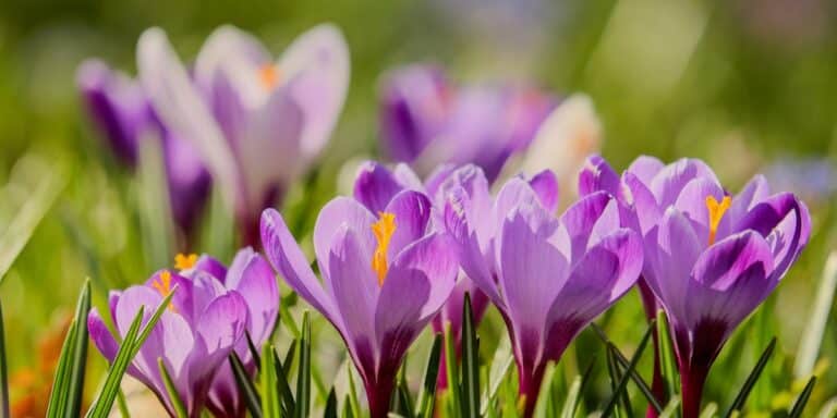 Vorsicht: Diese beliebten Frühlingsblumen sind gefährlich!