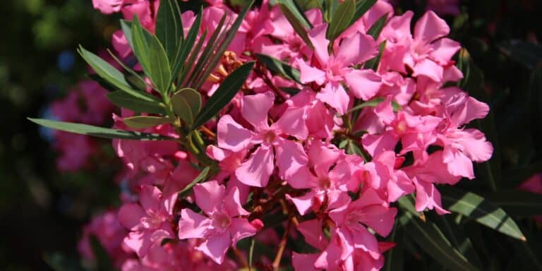 Dieser clevere Tipp lässt deinen Oleander noch prachtvoller blühen.