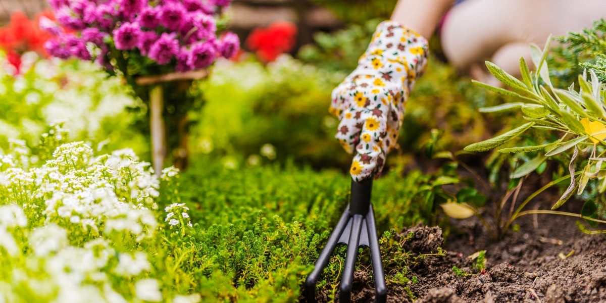 Raschwachsende Pflanzen: Blitzschnell zum blühenden Garten