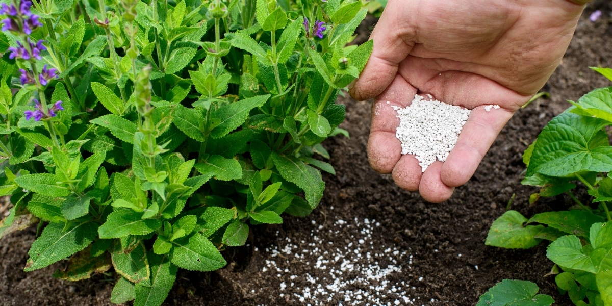 Stauden optimal düngen: Welche Nährstoffe sind tatsächlich erforderlich?